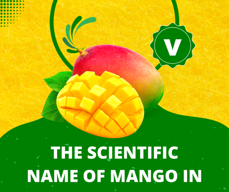 The scientific name of mango in 2023